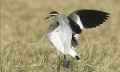 Кречетка фото (Vanellus gregarius) - изображение №965 onbird.ru.<br>Источник: www.theguardian.com